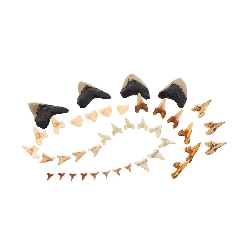 Kaplan Early Learning Super Shark Teeth Set – 40 Pieces