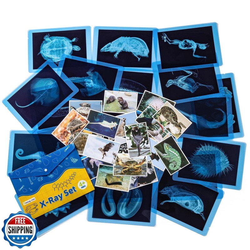 Odoorgames 20 Pcs Animal Xrays and Picture Cards - Educational Sc